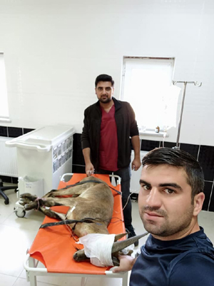 Erzurum’da bulunan yaban keçisi Kars’ta tedaviye alındı