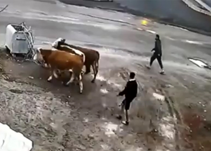 Ardahan'da hayvan hırsızları tutuklandı