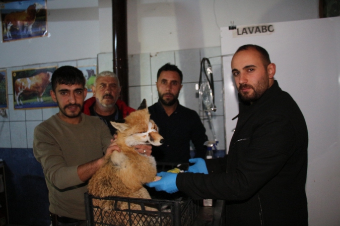 Otomobilin çarptığı tilkiyi tedavi ettirdiler