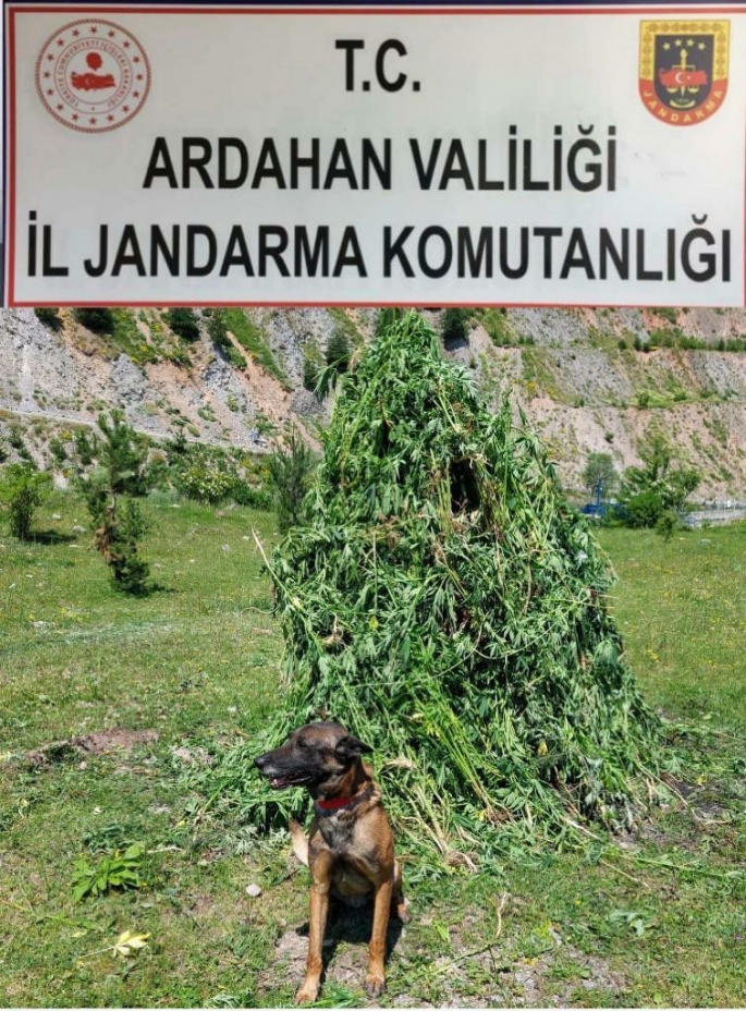 Kendiliğinden yetişen 5 bin 340 kök kenevir imha edildi