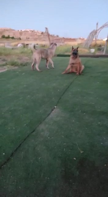 Elazığ'da vahşet, köpeği 7 yerinden bıçaklayıp öldürdüler