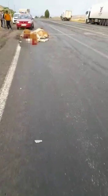 Tır, yoldan geçen büyükbaş hayvan sürüsüne daldı