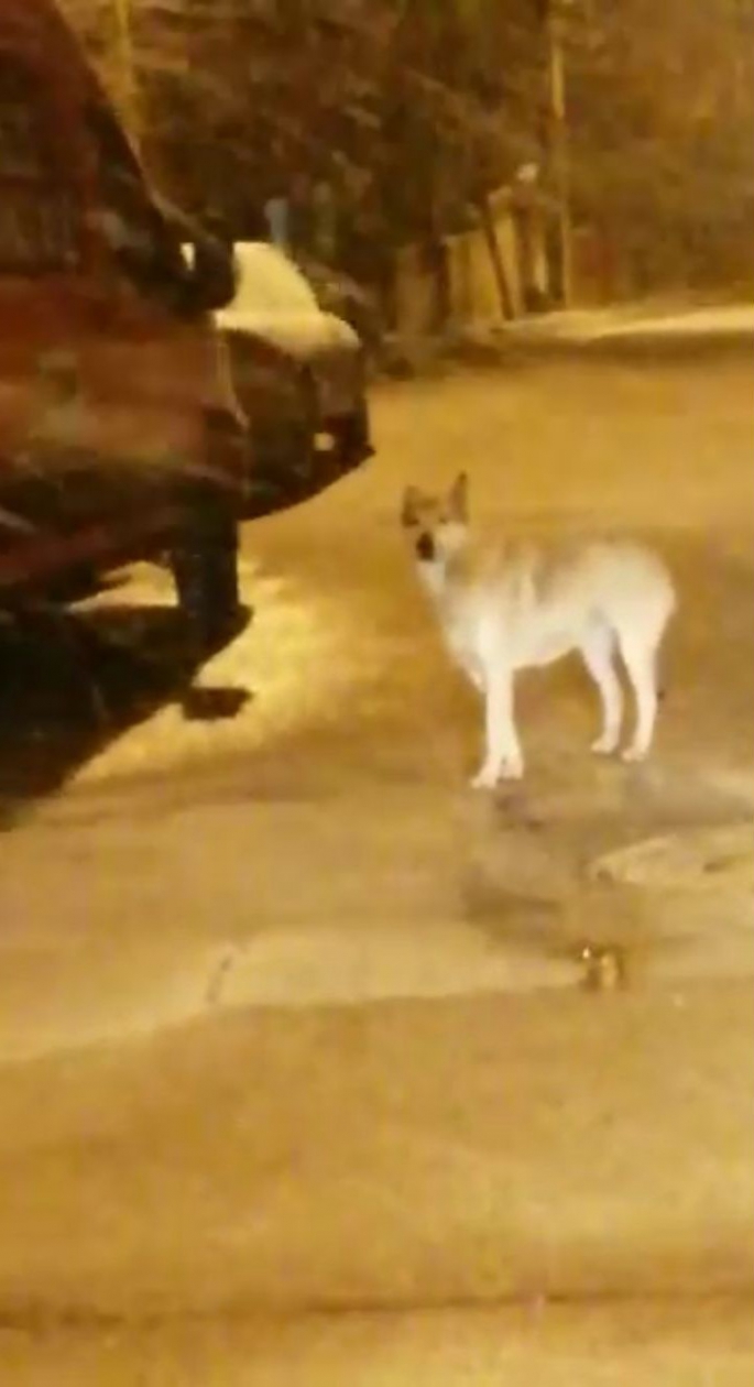 Elazığ'da aç kalan kurt ve tilki şehir merkezine indi