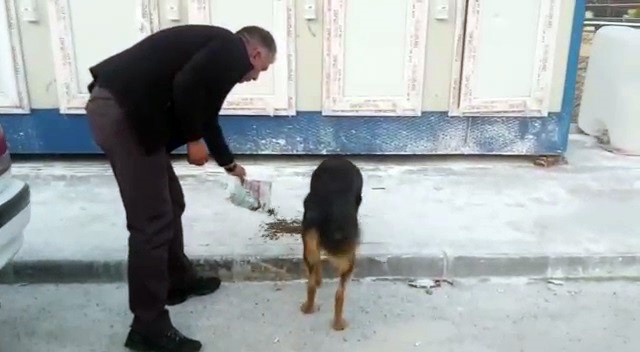 Erzurum Valiliği deprem bölgesindeki sokak hayvanlarını unutmadı