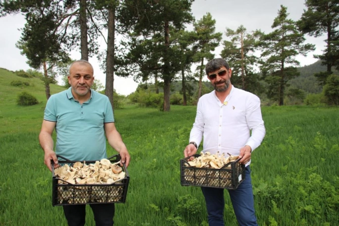 Erzurum'da vatandaşlara "zehirli mantar" uyarısı
