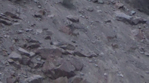 Çoruh vadisindeki yaban keçiler ilgi odağı oldu