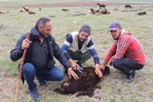 Doğu’da yaylalarda kırkım zamanı
