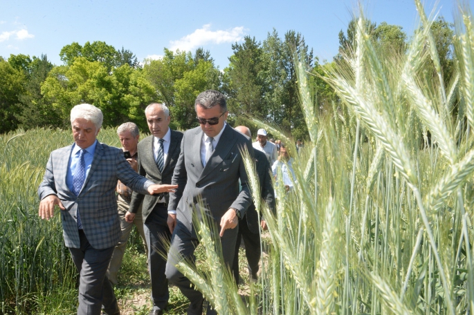 Erzurum’da 3 bin 800 svat törenle çiftçilere dağıtıldı