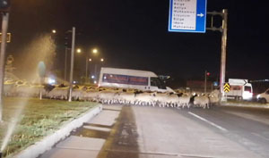 Erzurum’da karayoluna çıkan koyun sürüsü trafiği felç etti