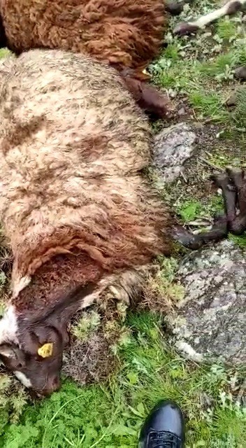 Erzurum'da yıldırım düşen sürüdeki 10'dan fazla küçükbaş hayvan telef oldu