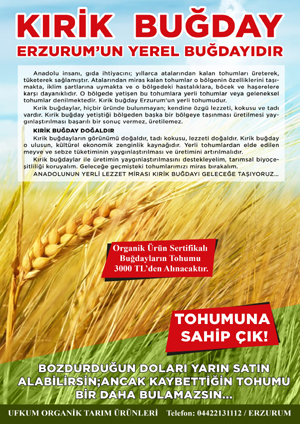 Ilıcalı’dan Kırik buğday üretiminin yaygınlaştırılması çağrısı