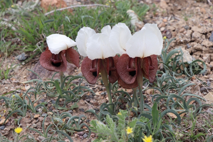Iris Iberica çiçekleri göz kamaştırıyor
