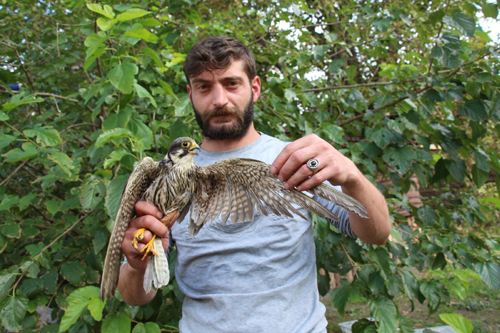 Kanadı kırık kerkeneze evinde bakıyor