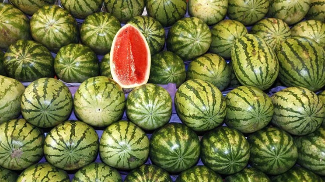 KARPUZ TEZGÂHLARDAKİ YERİNİ ALIYOR