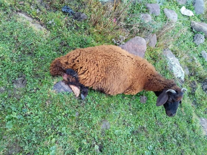 Köpeklerin saldırısına uğrayan 2 koyun telef oldu