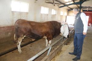 Kurban Bayramı öncesinde İl Müdürü Akar’dan Hayvan Pazarına ziyaret