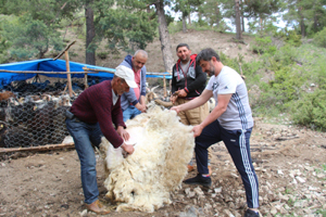 Kurbanlık koçların yün kırkımı başladı