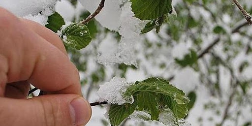 Meteorolojiden zirai don uyarısı