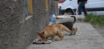 Sokaklar boş kaldı ama onlar unutulmadı